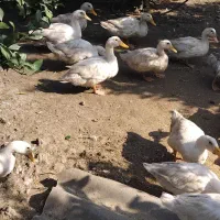 فروش اردک محلی|حیوانات مزرعه|قائم‌شهر, |دیوار