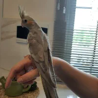 طوطی عروس آهویی|پرنده|رشت, سلیمانداراب|دیوار