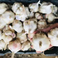 سیر بذر|خوردنی و آشامیدنی|قره چای, |دیوار