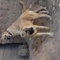 سلام سگ فروشی قیمت ۲۵