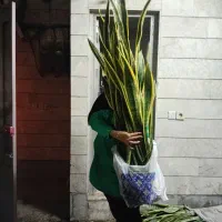 گل سانسوریا ابلق لب شمشیری گلدان سفید و سیاه|گل و گیاه طبیعی|مشهد, بهاران|دیوار