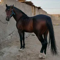 عرب خالص ایرانی