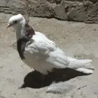 ماده طوقی|پرنده|زهک, |دیوار