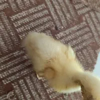 اردک رایگان