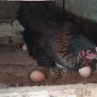 فروش برغ بومی برای تخم گذاری و کشتار