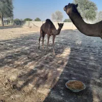 شتر نر|حیوانات مزرعه|بندرعباس, |دیوار