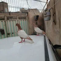کفتر سرور