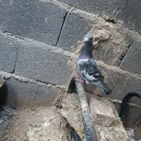کبتر|پرنده|میرجاوه, |دیوار