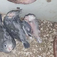 جوجه عروس وایت فیس