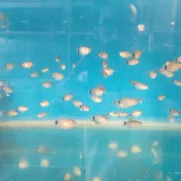 انواع ماهی زینتی|ماهی|همدان, |دیوار