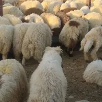 بره سفید صادراتی|حیوانات مزرعه|شیراز, شهرک ایثار|دیوار