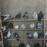 فروش فوری تعدادی کبونر پرش بالا|پرنده|ابریشم, |دیوار