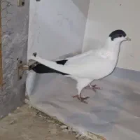 پلاس افغان نر