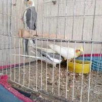 پرنده|پرنده|بندر ماهشهر, |دیوار