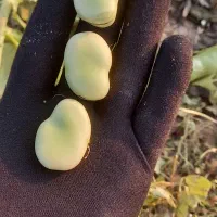 بذر باقلا باقله 7 بند شاخ بزی تضمینی|حراج|بروجرد, |دیوار