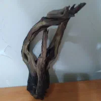 چوب برای آکواریوم