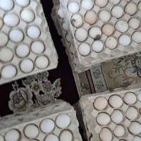 تخم‌مرغ نژاد عربی