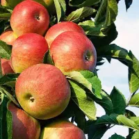 فروش نهال های مثمر و غیر مثمر نهالستان سالم نهال|خدمات باغبانی و درختکاری|سیمین شهر, |دیوار