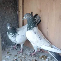 کفتر پاکستانی|پرنده|پاکدشت, پاکدشت (مامازند)|دیوار