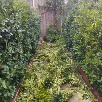 علف زنی،هرس،سمپاشی،طراحی وکاشت|خدمات باغبانی و درختکاری|آستانه اشرفیه, |دیوار