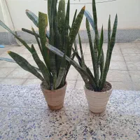 فروش غلاف سانسوریا