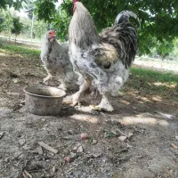 فروش و معاوضه جوجه برهما از پدر مادر وارداتی|حیوانات مزرعه|قائمشهر, |دیوار