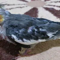 جوجه عروس
