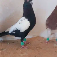 نروماده سینه سیاه