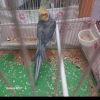 عروس هلندی نر با قفس معاوضه با باند خربزه ای ماشین|پرنده|مشهد, فدک|دیوار