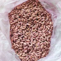 بذر گندم احسان