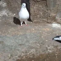 کبوتر یاکفتر|پرنده|رشت, حافظ آباد|دیوار