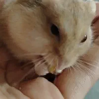 شش عدد همستر (کمپل)