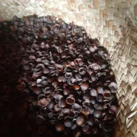 مغز گیری فندق سیاه|خوردنی و آشامیدنی|رحیمآباد, |دیوار