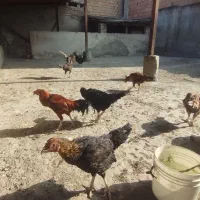 تعداد مرغ لاری اصل دوتامحلی