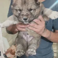 سگ قفقافی واگذاری