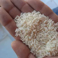 برنج خالص ایرانی