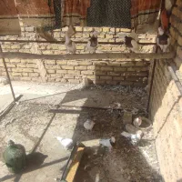 کبوتر طوقی|پرنده|اردکان, |دیوار