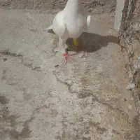 کبوترسفیدماده|پرنده|آشخانه, |دیوار