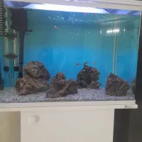 اکواریوم شیشه خم|ماهی|قرچک, باقرآباد|دیوار