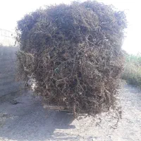 علف نخود فرنگی خشک