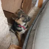 سگ ژرمن شپرد