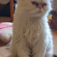 گربه گمشده نژادش پرشین رنگ چشم ابی رنگش سفید