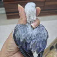 جوجه سرلاکی رام و دستی ومولدطوطی کوتوله برزیلی|پرنده|تهران, پونک|دیوار