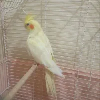 عروس هلندی لوتینیو