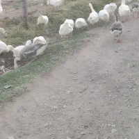 قوغاز|حیوانات مزرعه|چناران, |دیوار