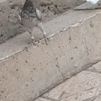 هفرنگ خرمایی