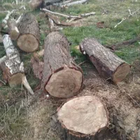 هرس درخت وباغ