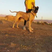 واگذاری سگ سرابی