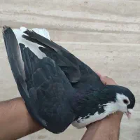 ساده زرد کاکولی.مگسی.راست سیاه.راست مشکی.|پرنده|مشهد, خرمشهر|دیوار