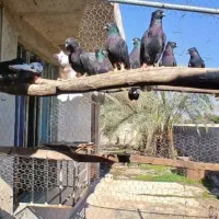 کبوتر دمسفید|حیوانات|رامهرمز, |دیوار